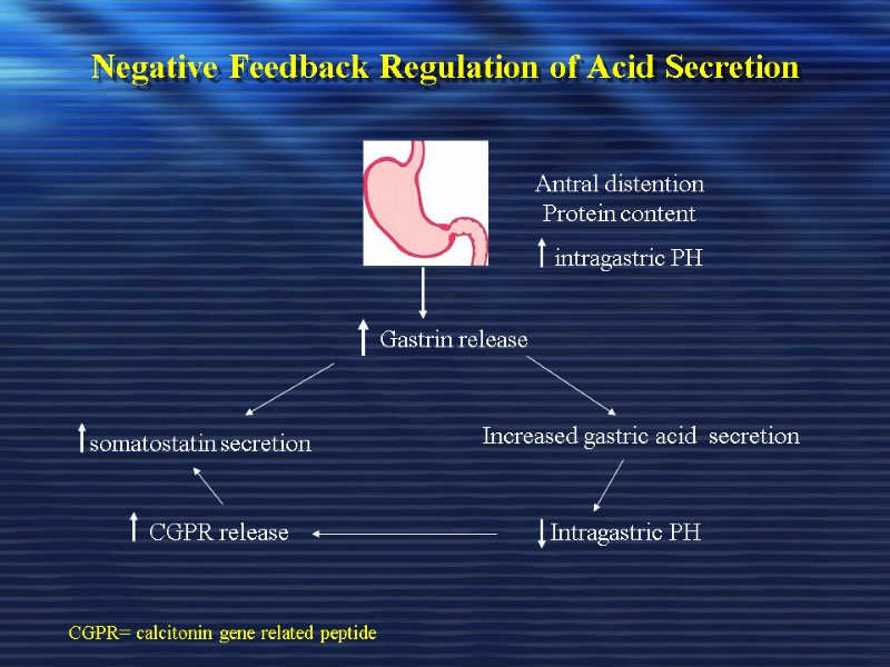 Negative Feedback Regulation of Acid Secretion     Antral distention Protein content